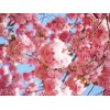 櫻花、無患子、楸樹等