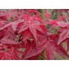 求購(gòu)，五公分中國(guó)紅楓