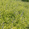 楚景園林供應(yīng)：金葉蕕、菊花、孔雀草等