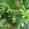 求購花椒苗，大片地優(yōu)先