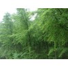 求購：求購幾個(gè)規(guī)格中山杉，15的18的20的