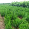 求購18杯苗側(cè)柏5萬株