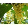 桂花樹，2-15公分桂花樹