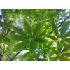 求購：4公分的七葉樹1900顆