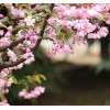 求購:十四公分大葉垂絲海棠