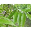 求購(gòu)黃連木3公分帶土球