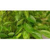 求購24公分樸樹