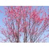 求購(gòu)：8公分原生紅梅