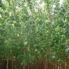 求購速生楊種條3米高