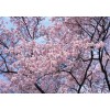 求購：13公分早櫻染井吉野