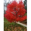求購(gòu)：米徑3公分美國(guó)紅楓