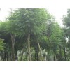 求購：胸徑24公分藍花楹