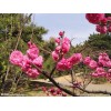 嫣紅菊花桃，迎夏花，榆葉梅