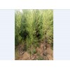 求購1.5米起步大田側(cè)柏！