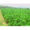 求購 側(cè)柏小苗，高50-60公分冠幅20-25共要35萬小杯苗
