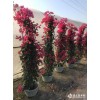 求購：高60公分三角梅