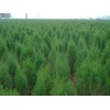 求購：高3.5米側(cè)柏
