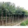 求購：1-2公分國槐苗