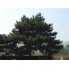 求購：1.5米以上油松