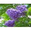求購：20公分藍花楹