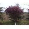 求購：胸徑12公分紅葉李