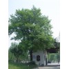 求購：胸徑8公分楓楊