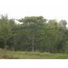 求購承德地區5米一類油松