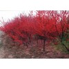 求購，3公分的紅葉桃2000棵，4公分的北美海棠