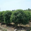 求購袋苗桂花8公分年桂400棵，
