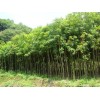 求購：木荷胸經(jīng)10公分