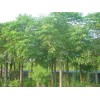求購胸徑8公分樸樹