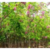 求購，米徑10公分香花槐
