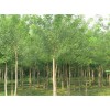 求購12公分白臘