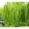 求購: 柳樹109