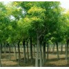 收購(gòu)：20-25-30國(guó)槐：2米左右分枝好樹(shù)形