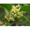 求購底分枝桂花！65公分以下開丫的桂花！冠三米！毛籠子！