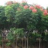 成都周邊求購18的熟貨欒樹