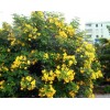 渝求購 地經6公分的黃花槐