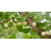 求購(gòu)銀杏 數(shù)量:5棵； 桿徑:35-35公分 品質(zhì)：B-中等