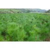 甘肅陜西求購7米油松