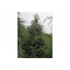 求購七米一級雪松60棵