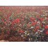 渝急購 一，紅葉實蘭球高1.2米以上