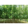 求購: 12cm白蠟