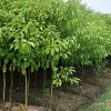 求購香樟12分袋苗