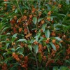 求購獨(dú)桿四季桂150棵
