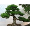 求購黑松3--3.5米