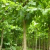 繼續大量求購15公分法桐
