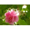 求購：米徑8公分木芙蓉