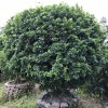 8元求購(gòu)5000盆45cm以上米蘭球毛球