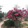 求購(gòu)造型紫薇65棵